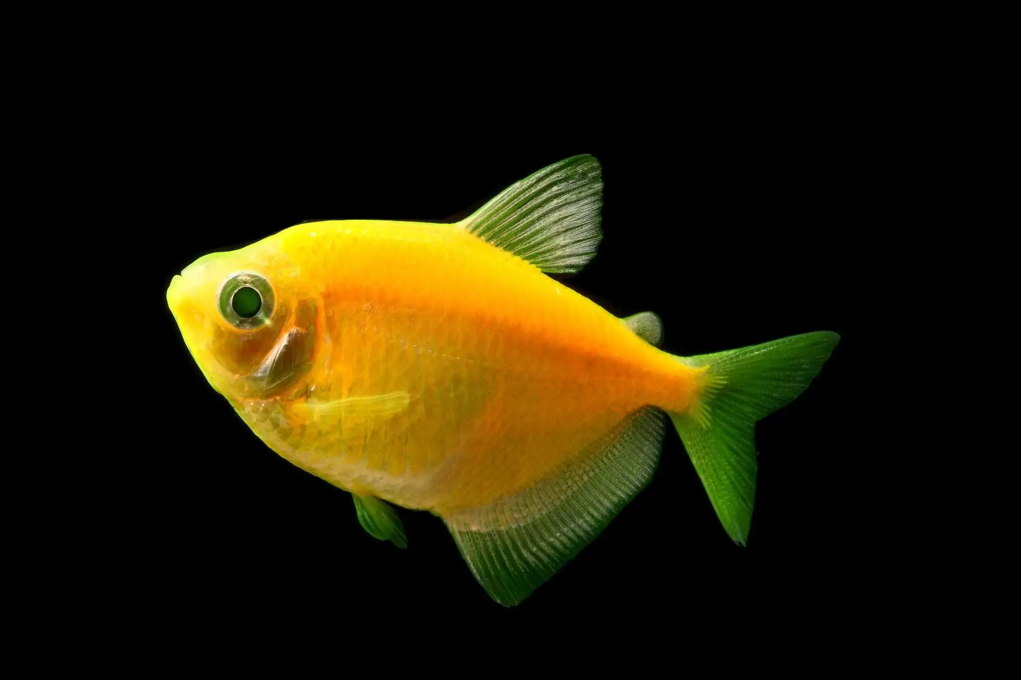 GloFish, Sunburst Orange Tetra